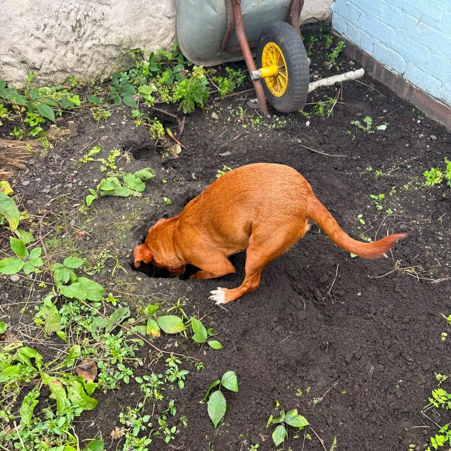 BONITA