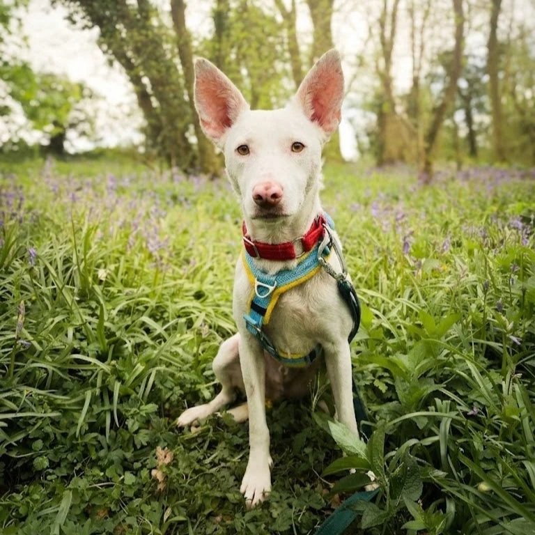 CHICO
