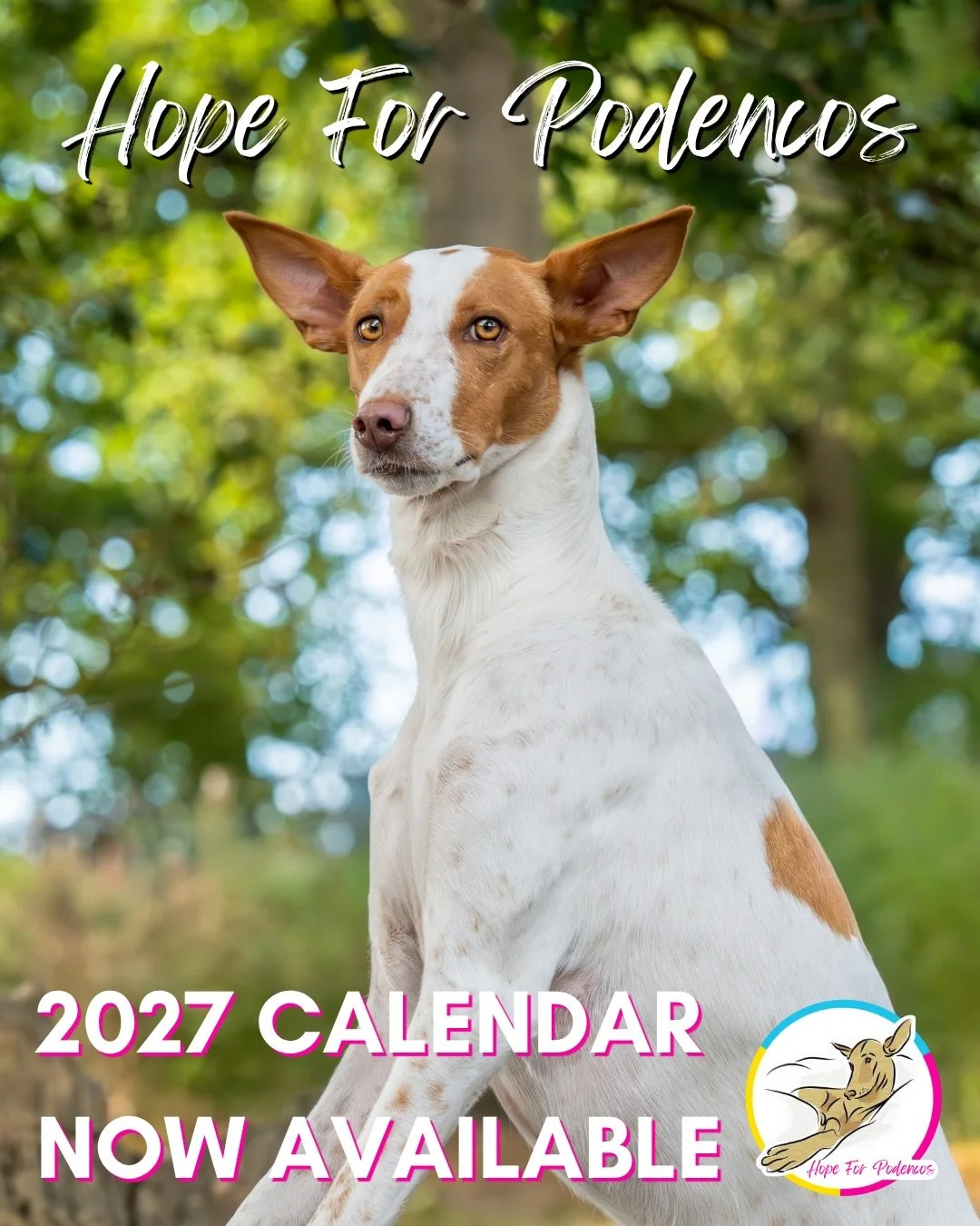 📅🐾 Our 2027 Hope For Podencos calendar is now available to pre-order on our web shop (link in bio!)

A whole year of beautiful Podencos on your wall, with every purchase helping us support more dogs in need. What&rsquo;s not to love? 🩷🩵💛

From t
