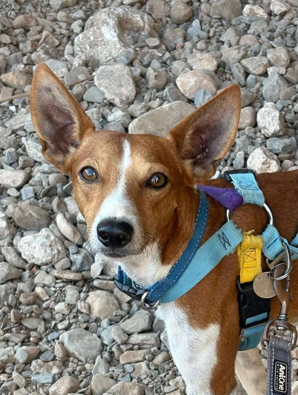 Flash, a 2 years old male Podenco available for adoption from Hope for Podencos in the UK
