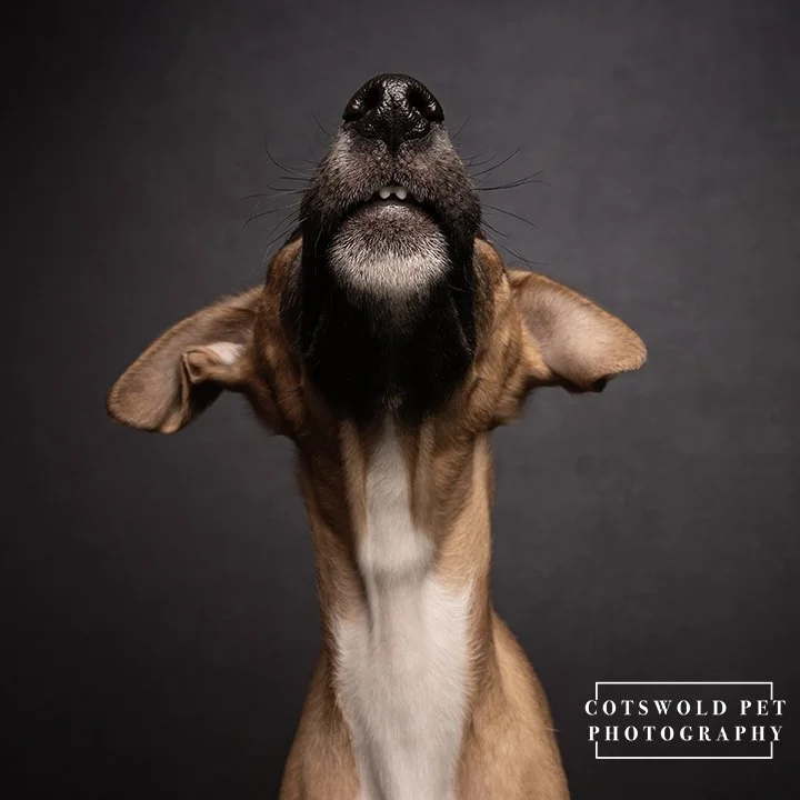 Cotswold Pet Photography