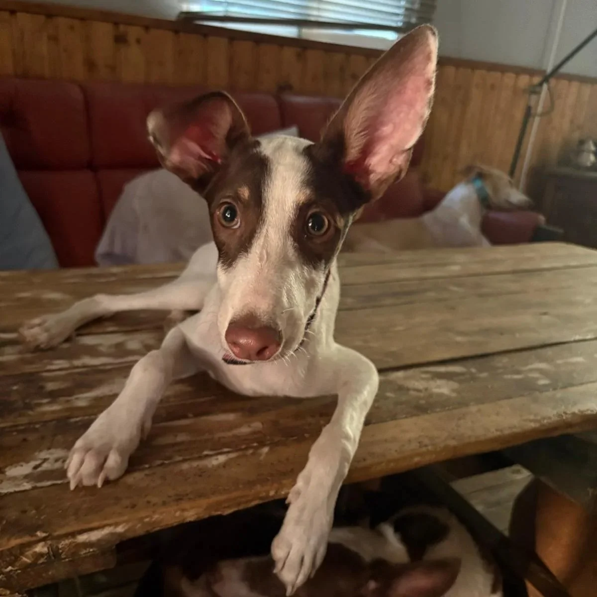 Brinkley