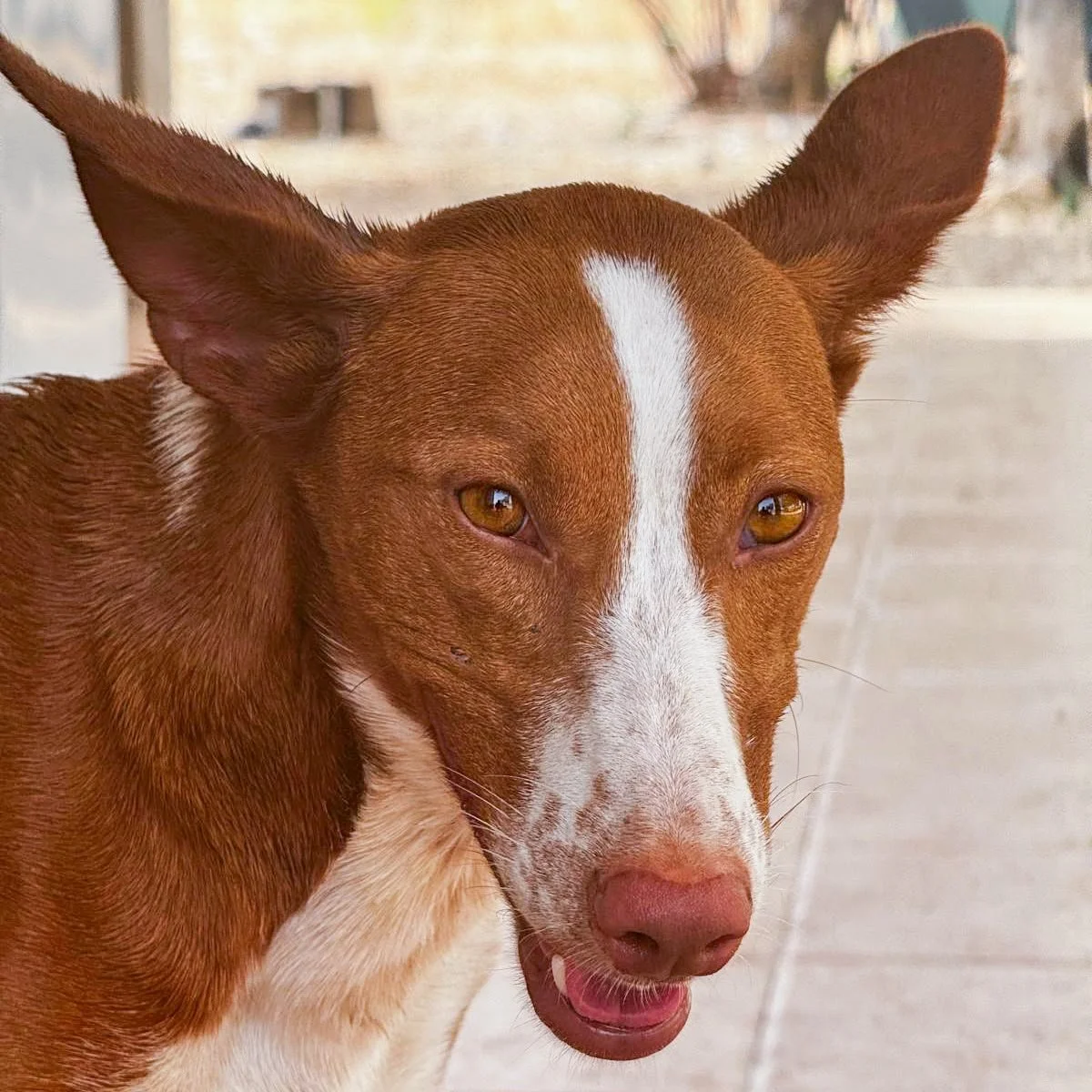Rusty14.jpeg