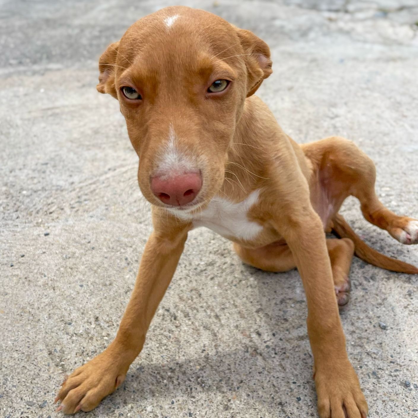 Rolo.jpg
