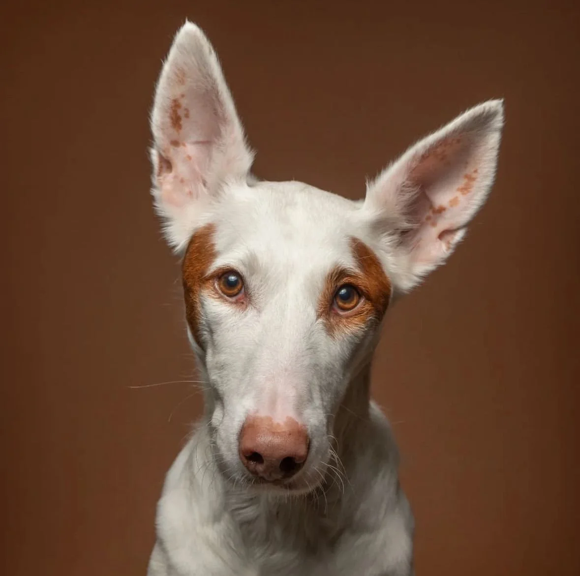 The Faithful Hound Photography
