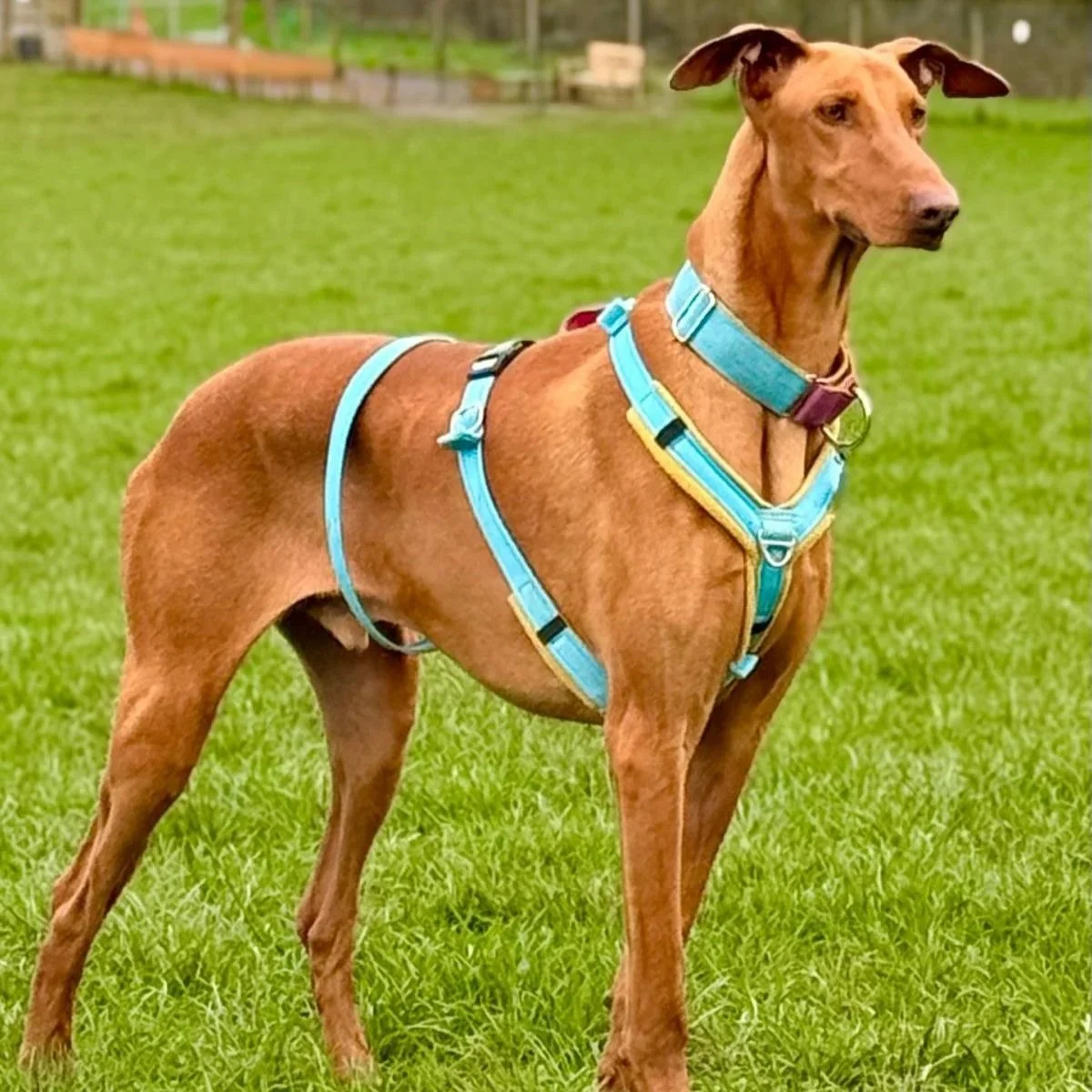 Robbie – Großbritannien