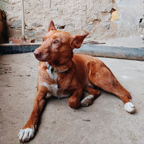 Chico