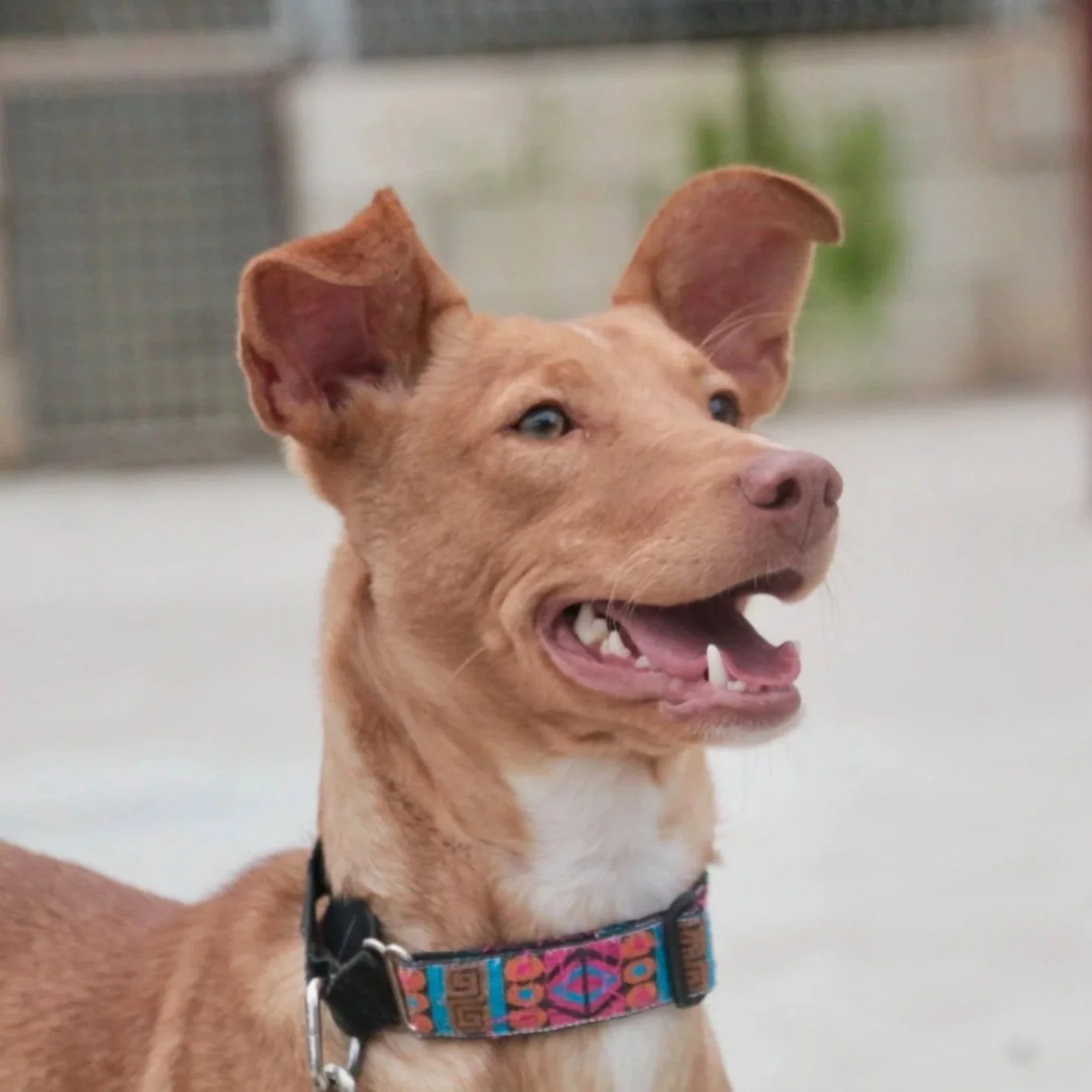 Tintin, a 5 years old male Podenco available for adoption from Hope for Podencos in the UK