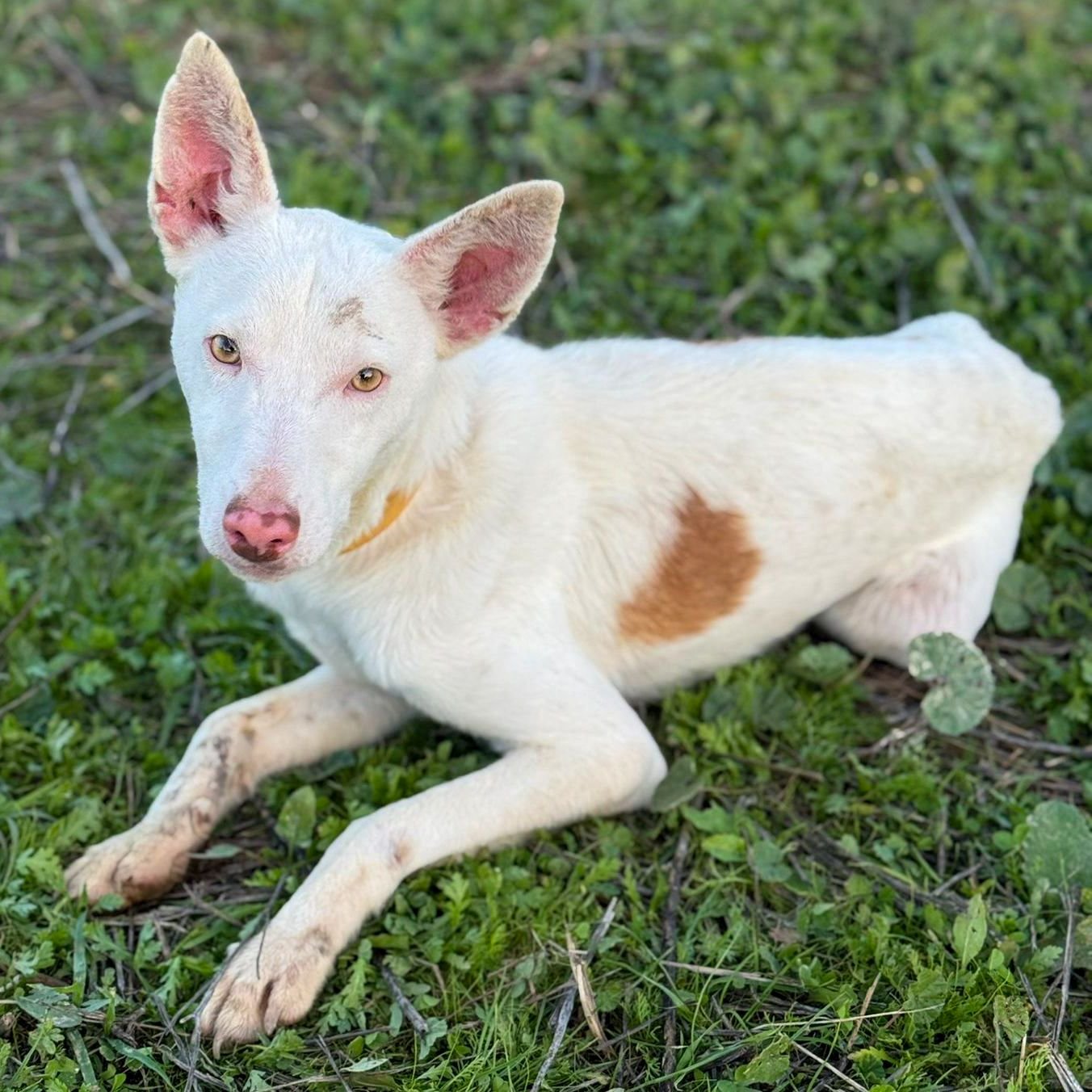 Chico