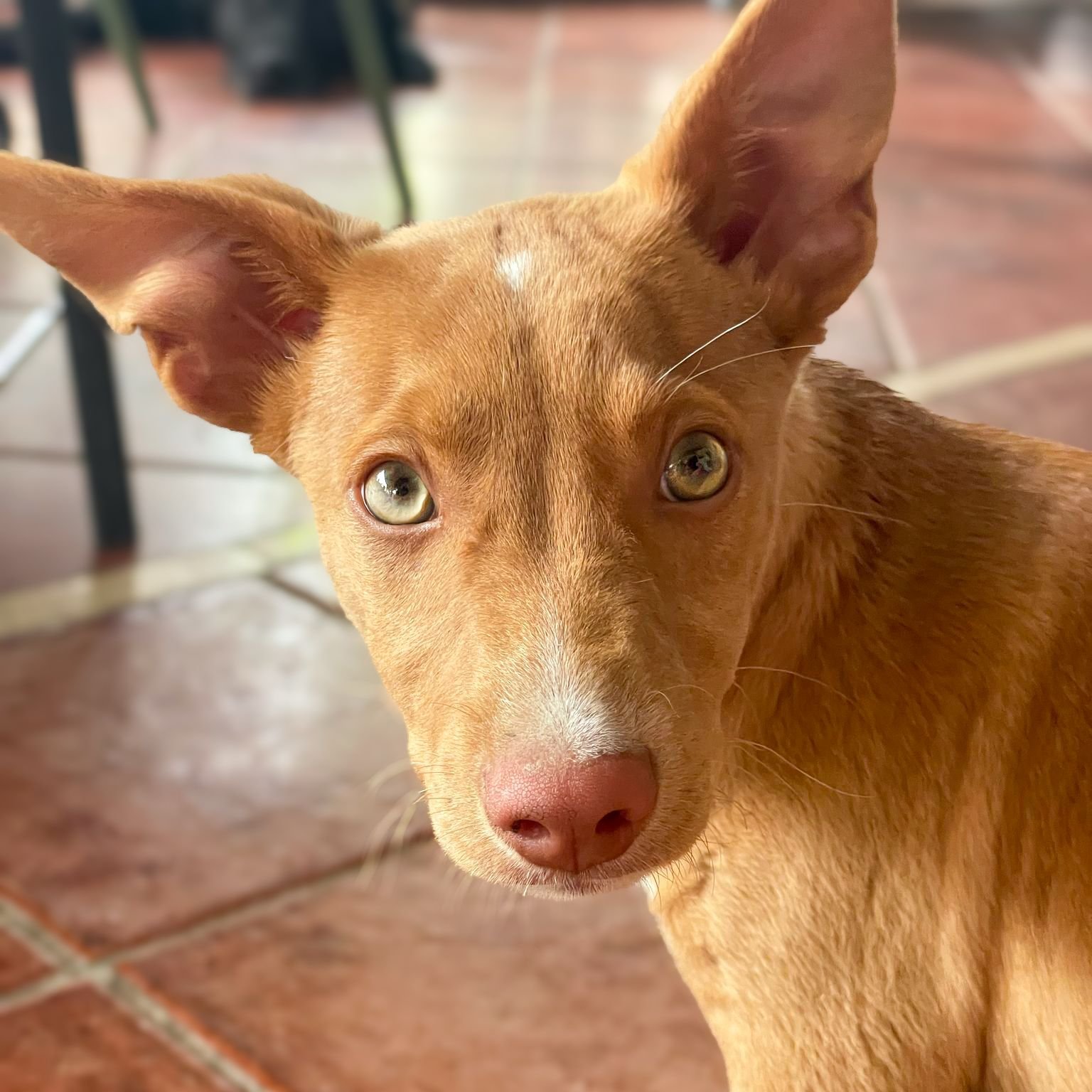 Rolo