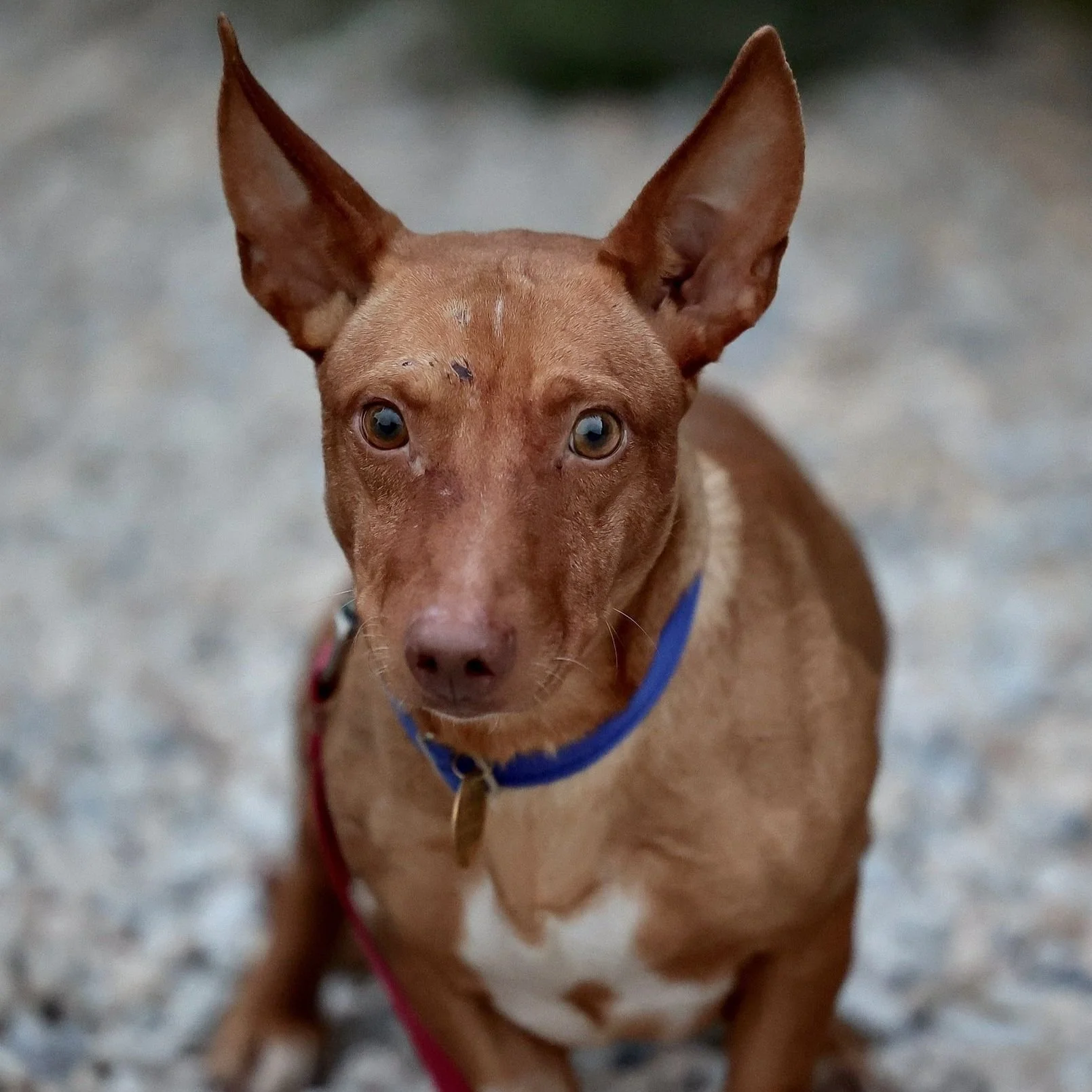 Hope for Podencos - 2023 you have been both incredible and real!