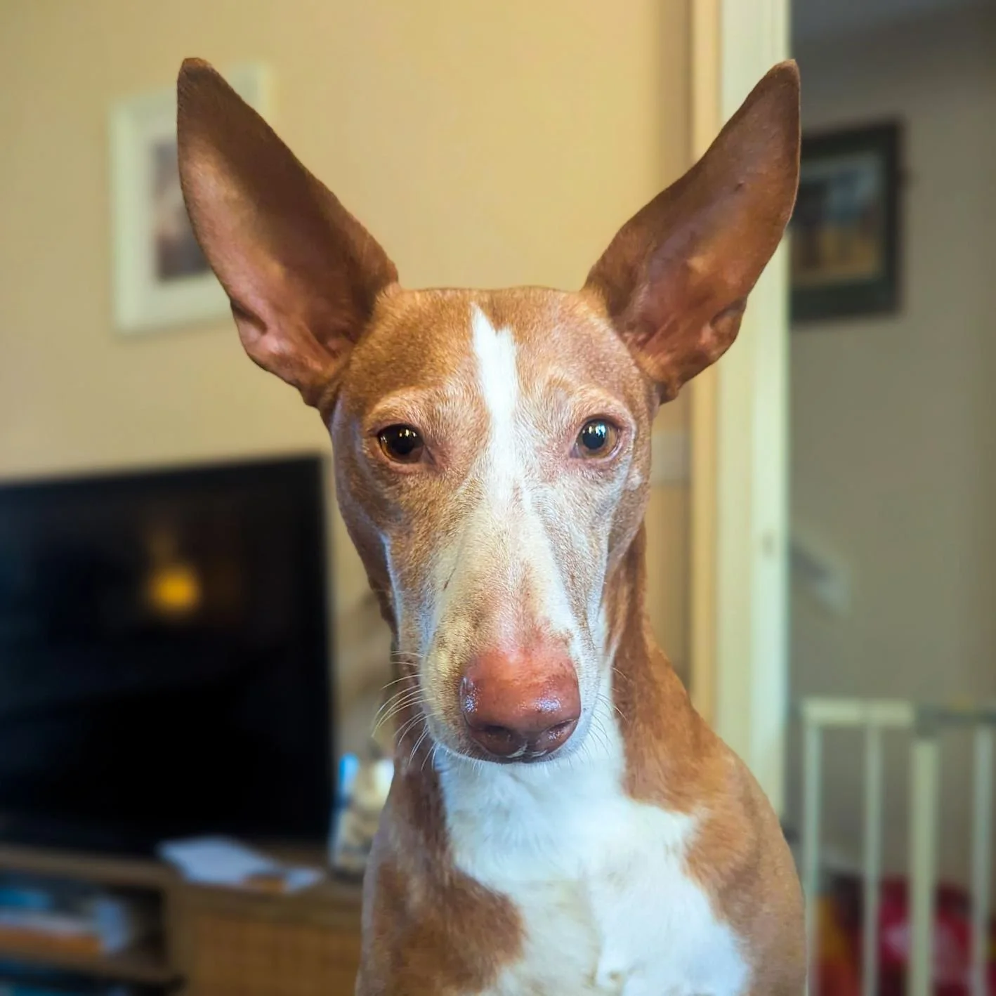 Kiara, a 6 years old female Ibizan Hound available for adoption from Hope for Podencos in Hertfordshire