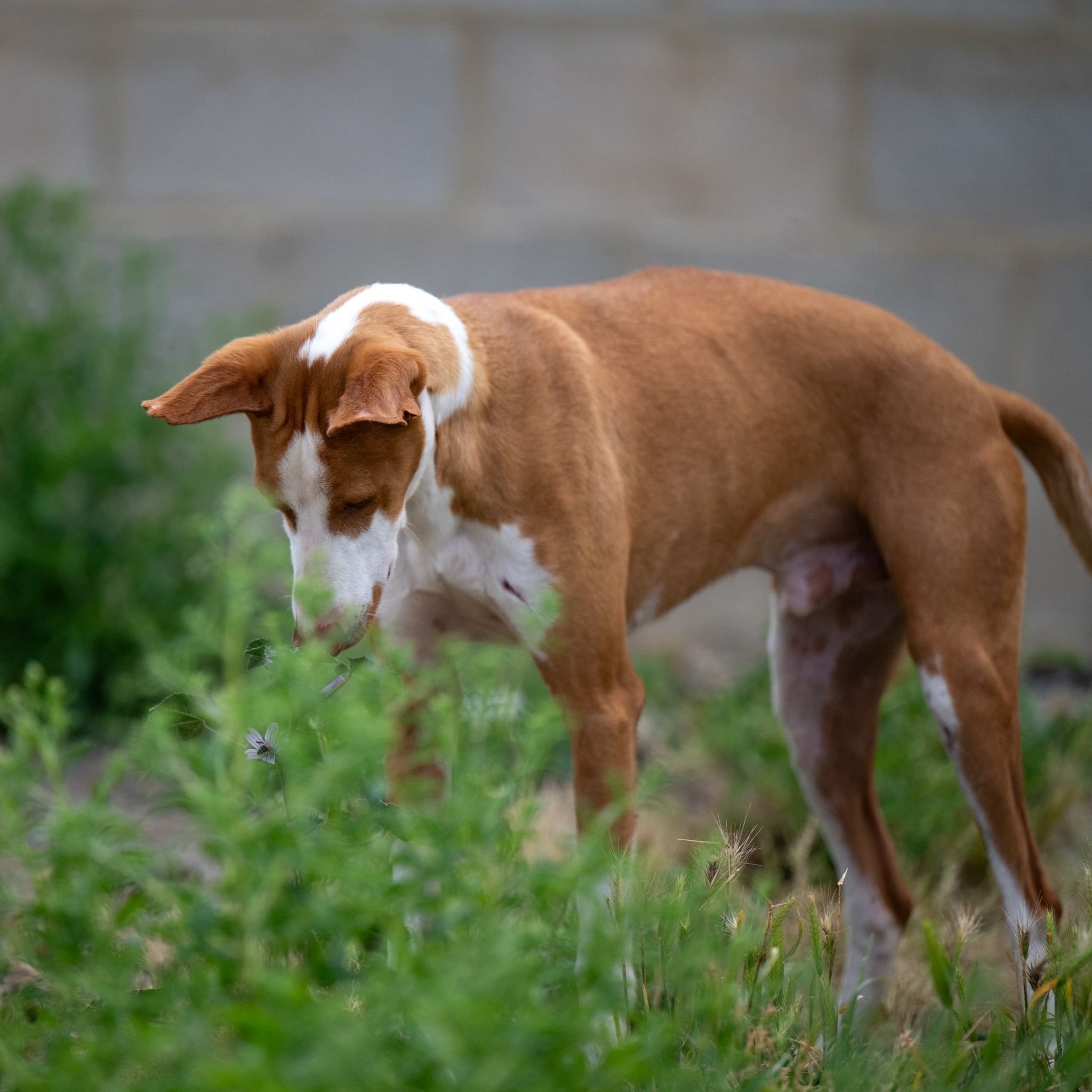 Dobby3.jpg