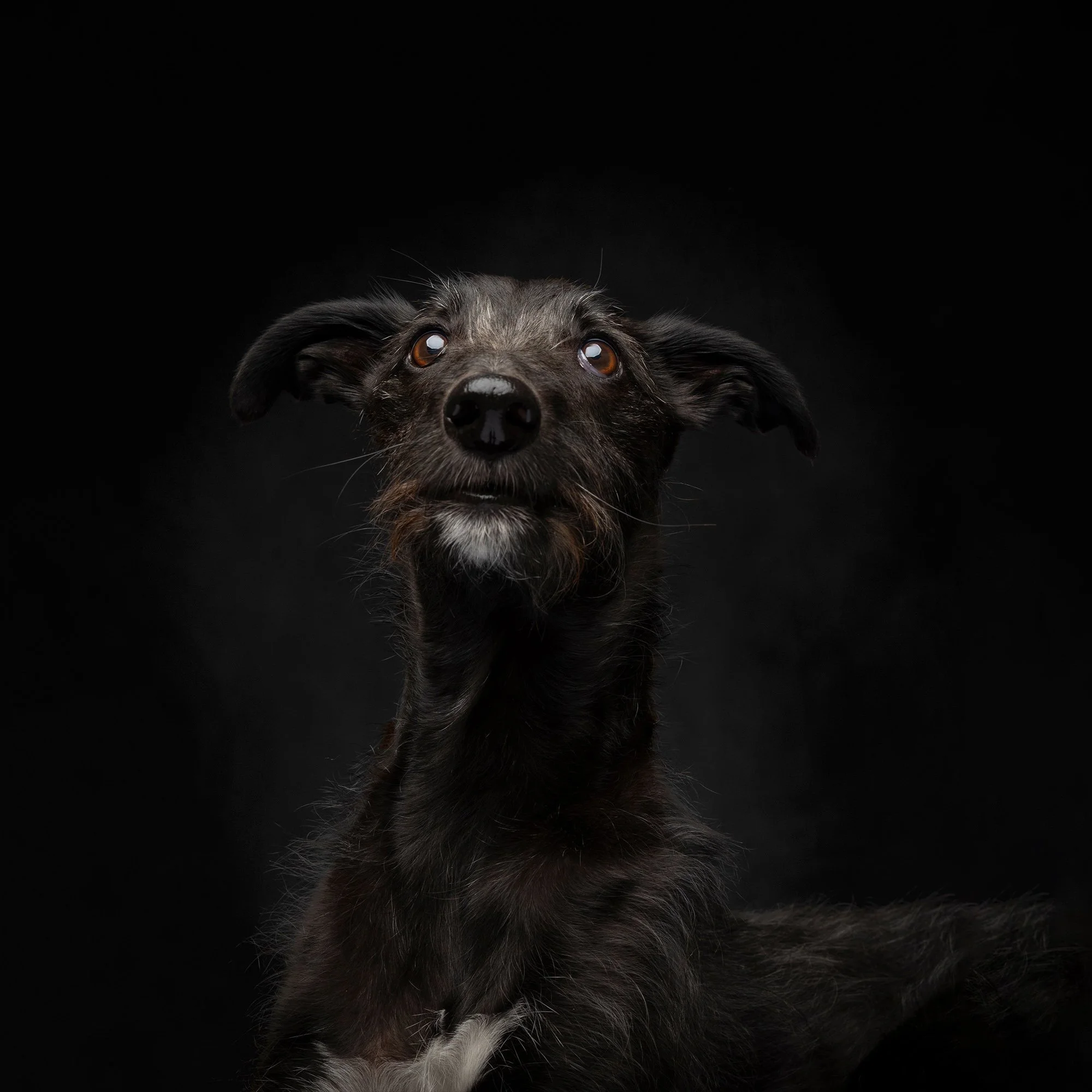 Carolyn Bray Photography (WoofPix)