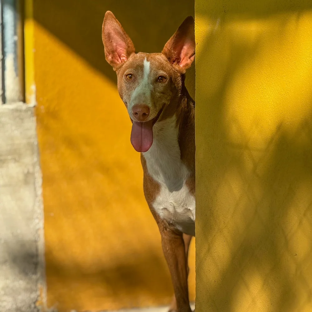 Canarian Dog Breeds: Discover Unique Island Companions