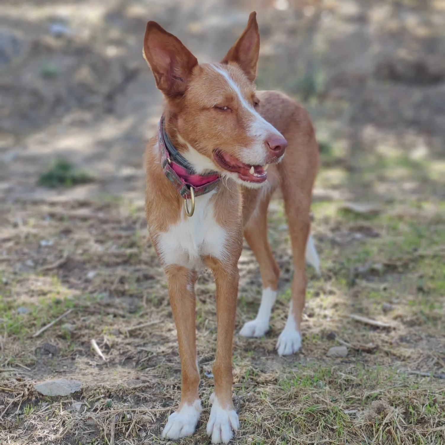 Indie, a 1 year old female Podenco available for adoption from Hope for Podencos in the UK