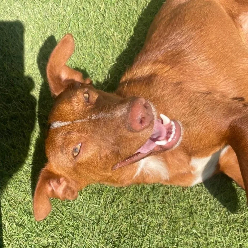 Bonita+6.jpg