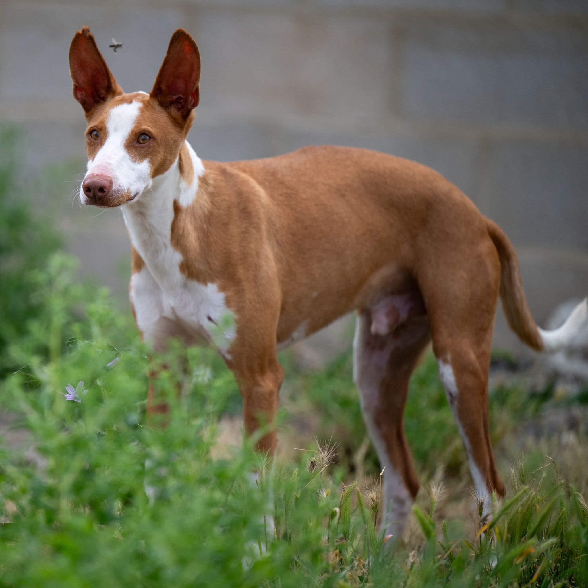 Dobby