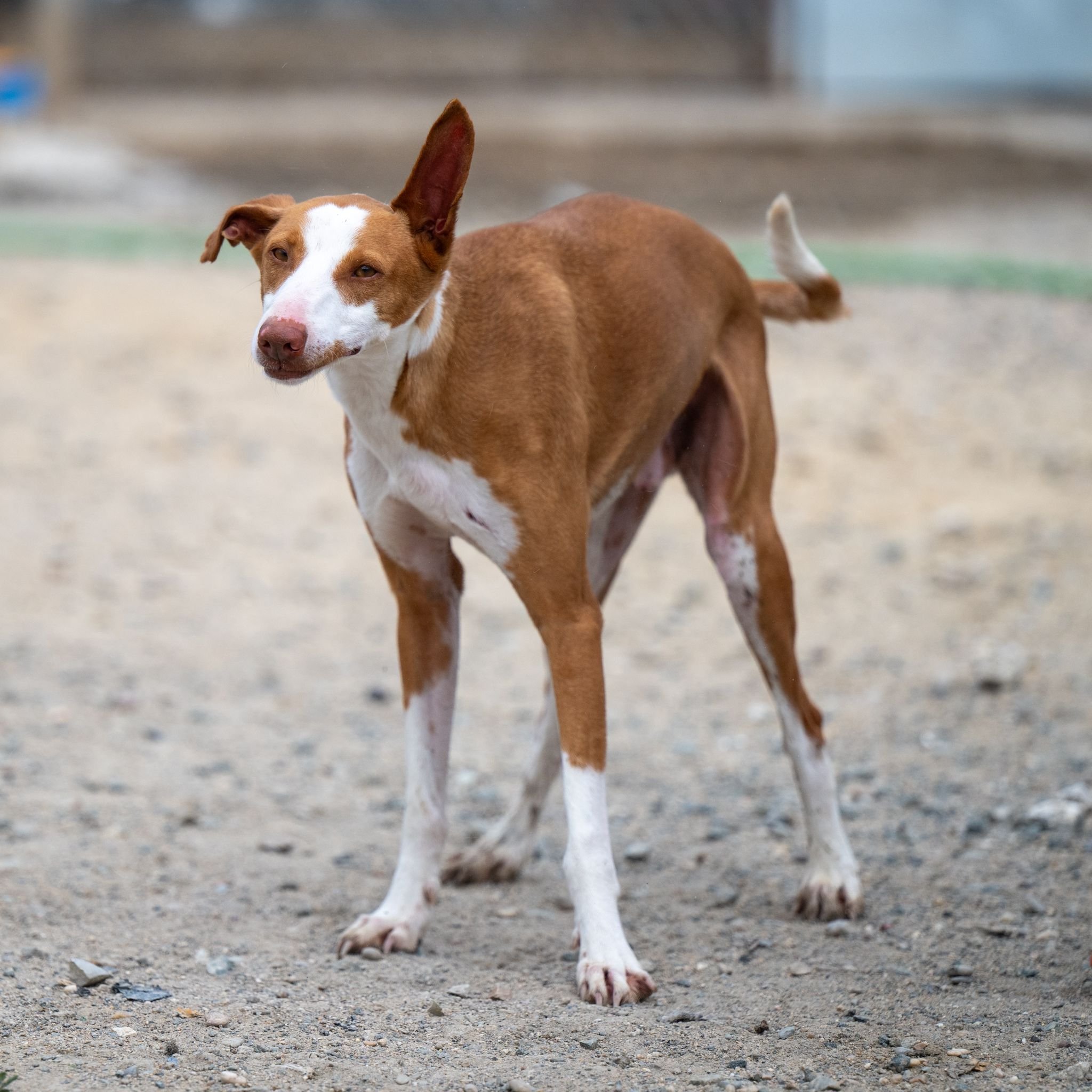 Dobby6.jpg