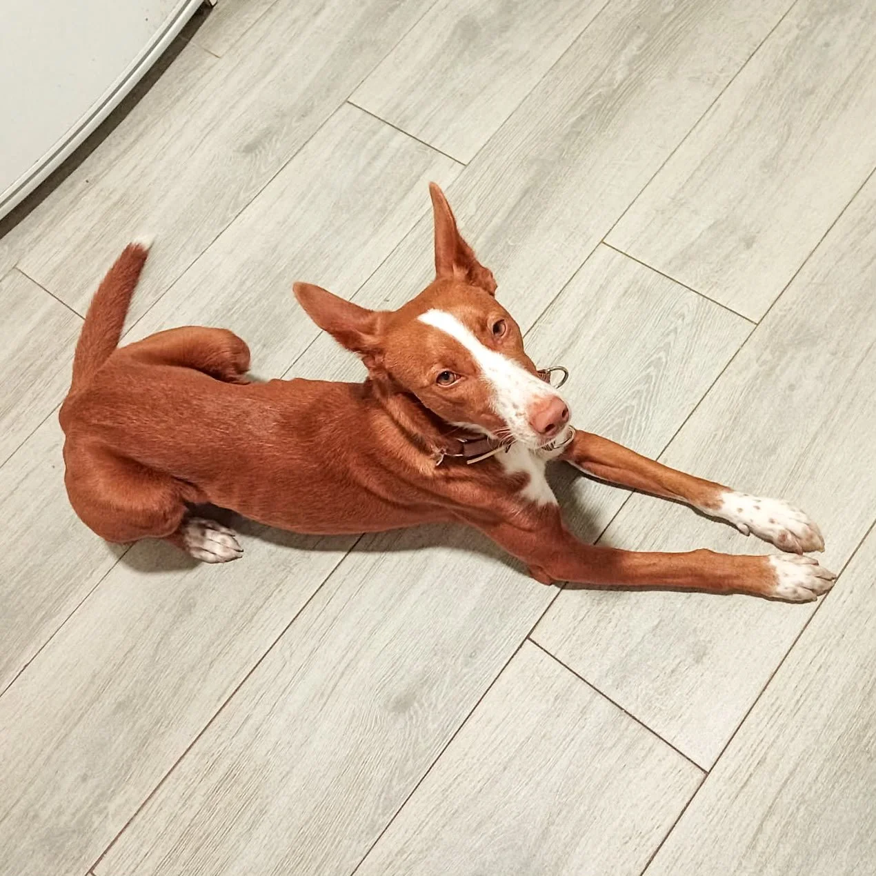 Rusty2.jpeg