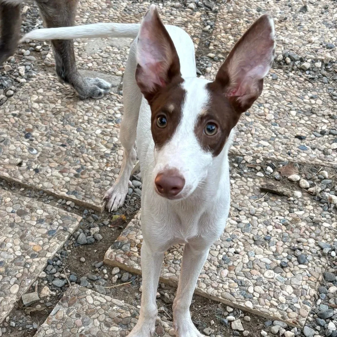 Brinkley