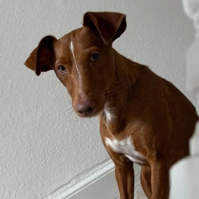 Bonita