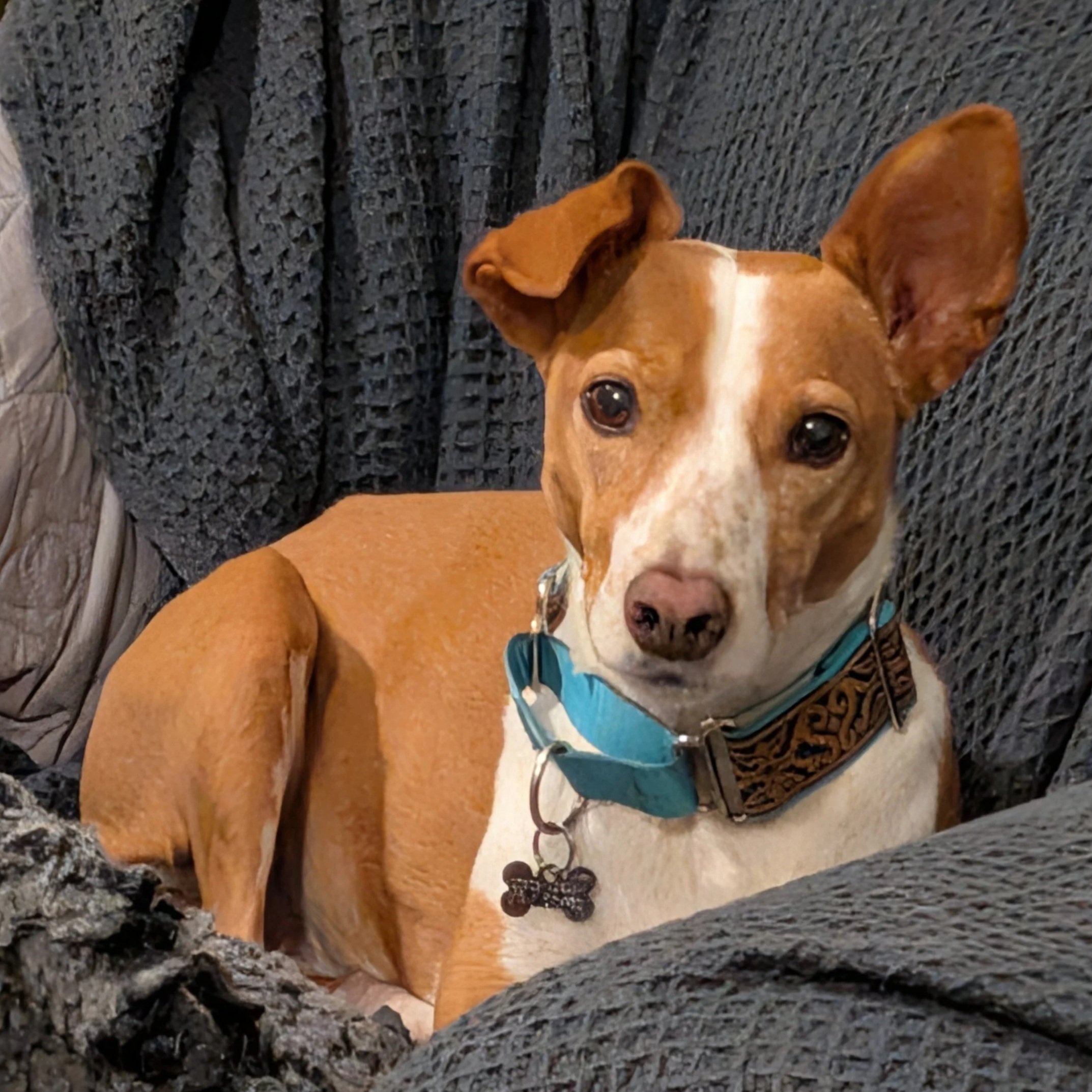 Betty, a 9 months old female Podenco available for adoption from Hope for Podencos in the UK