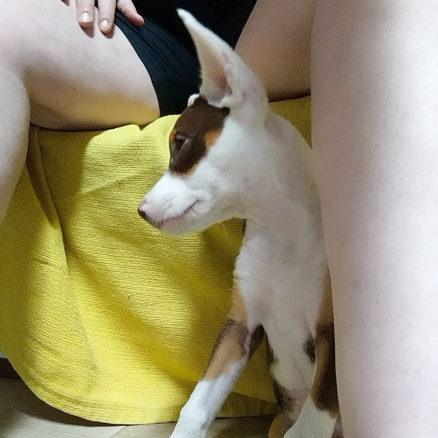Enzo.jpeg