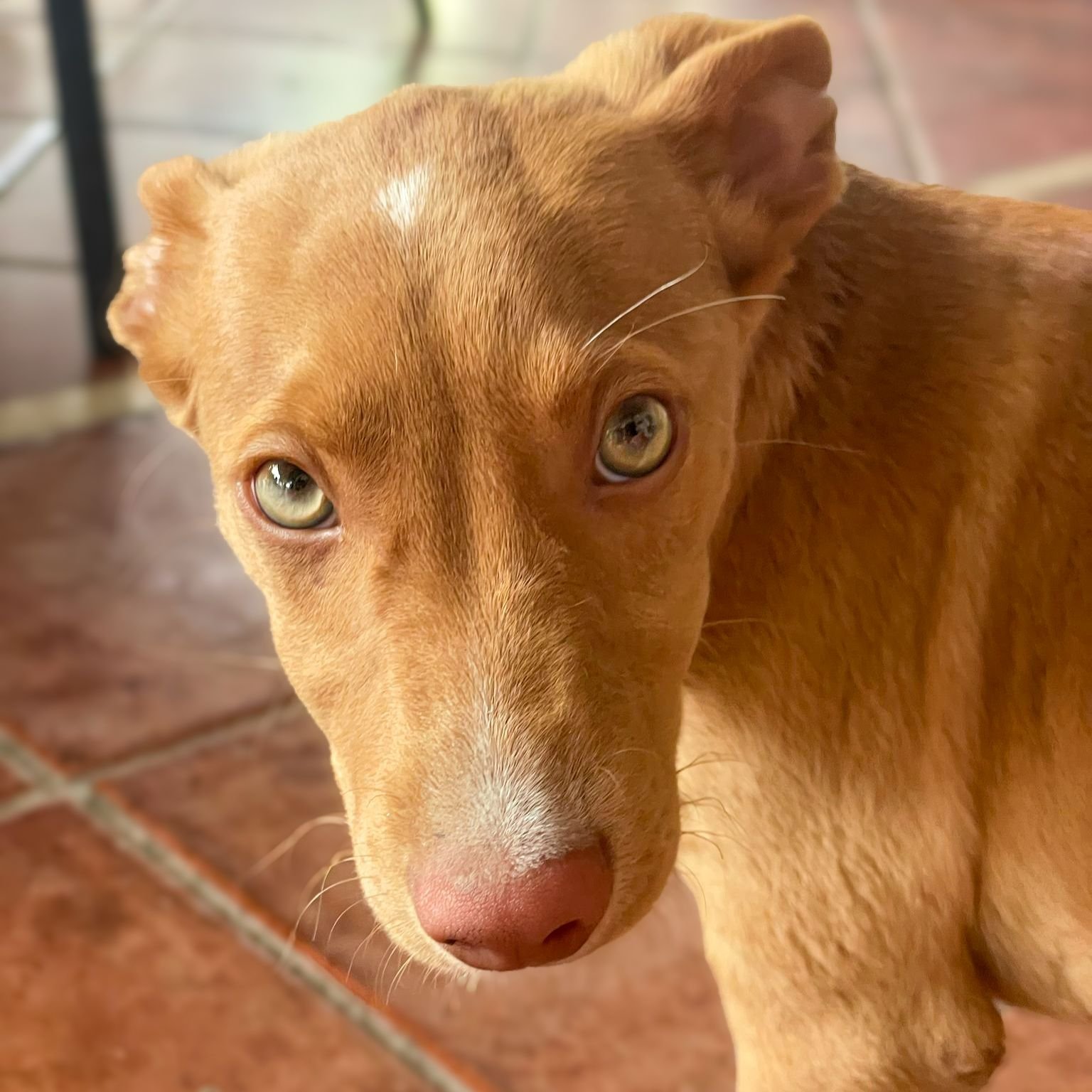 Rolo2.jpg