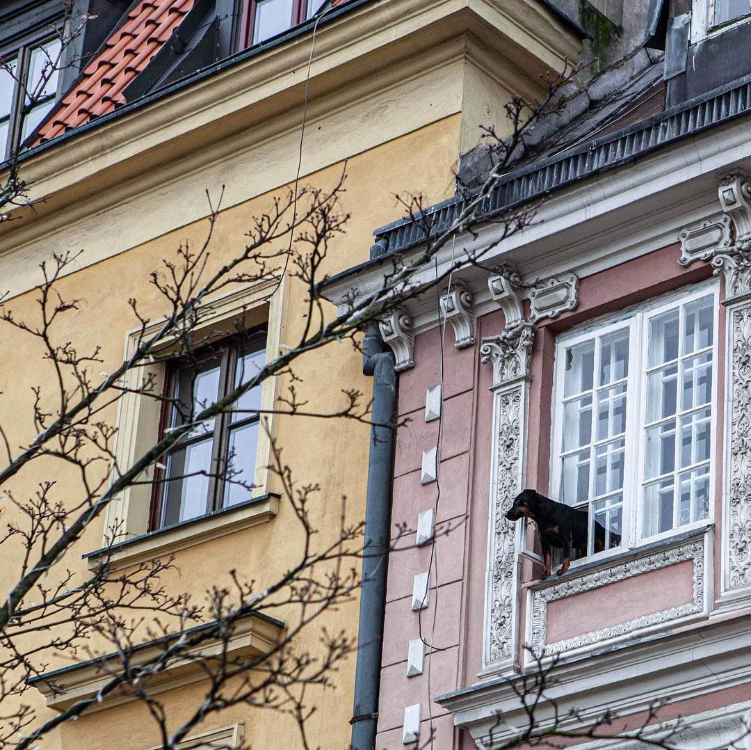 Curious dog #apartment #warsaw #oldtown #curiosity