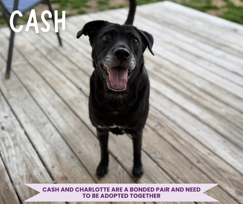 Cash Profile.png