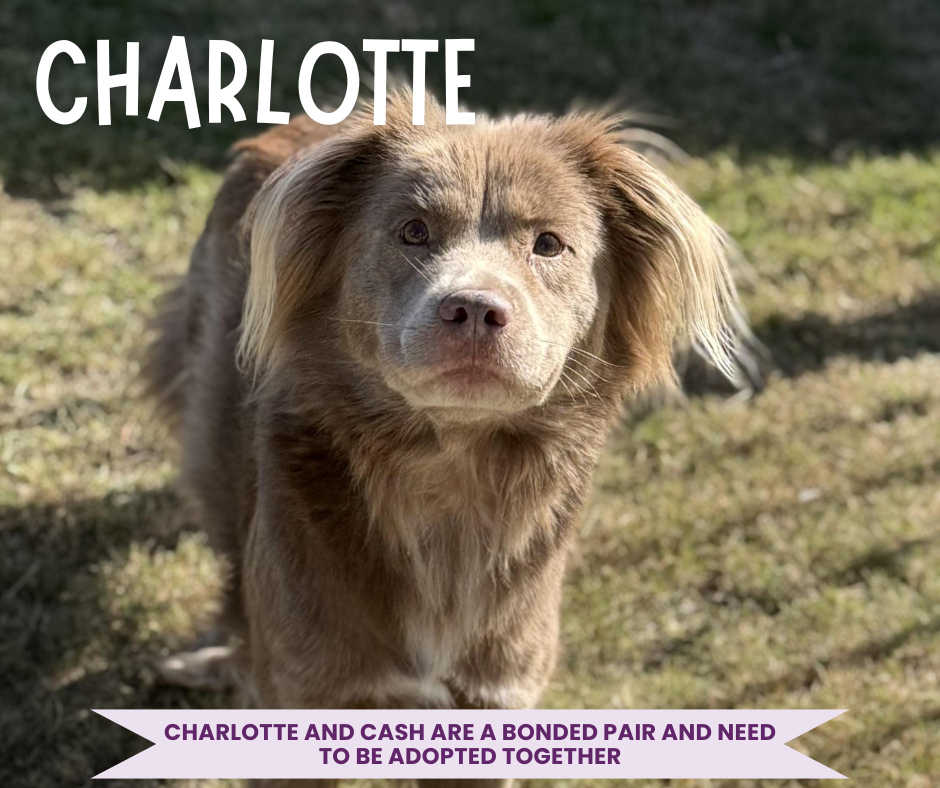 Charlotte Profile.png