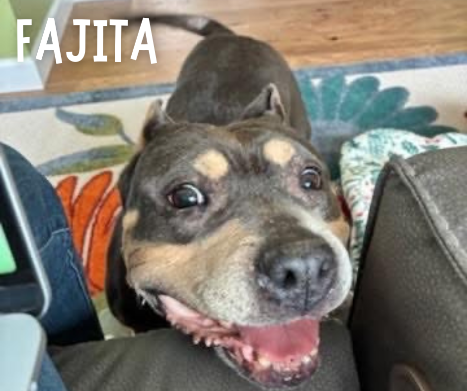 Fajita profile.png