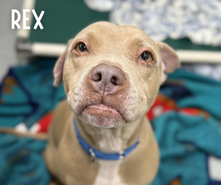Rex Profile.png