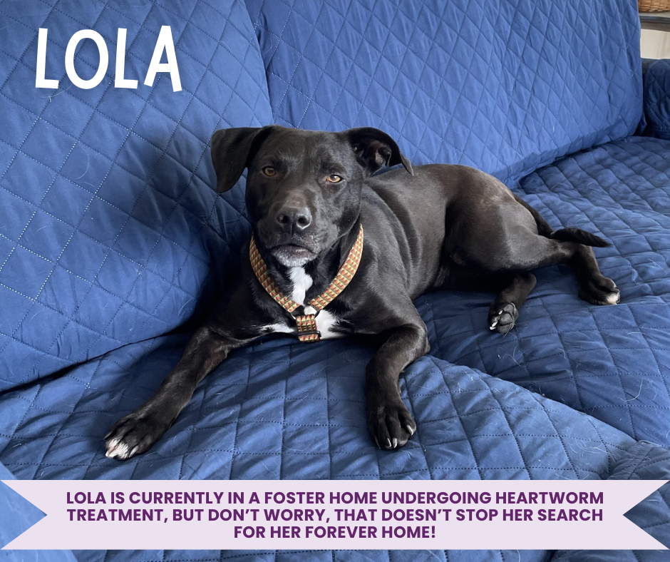 Lola Profile.png