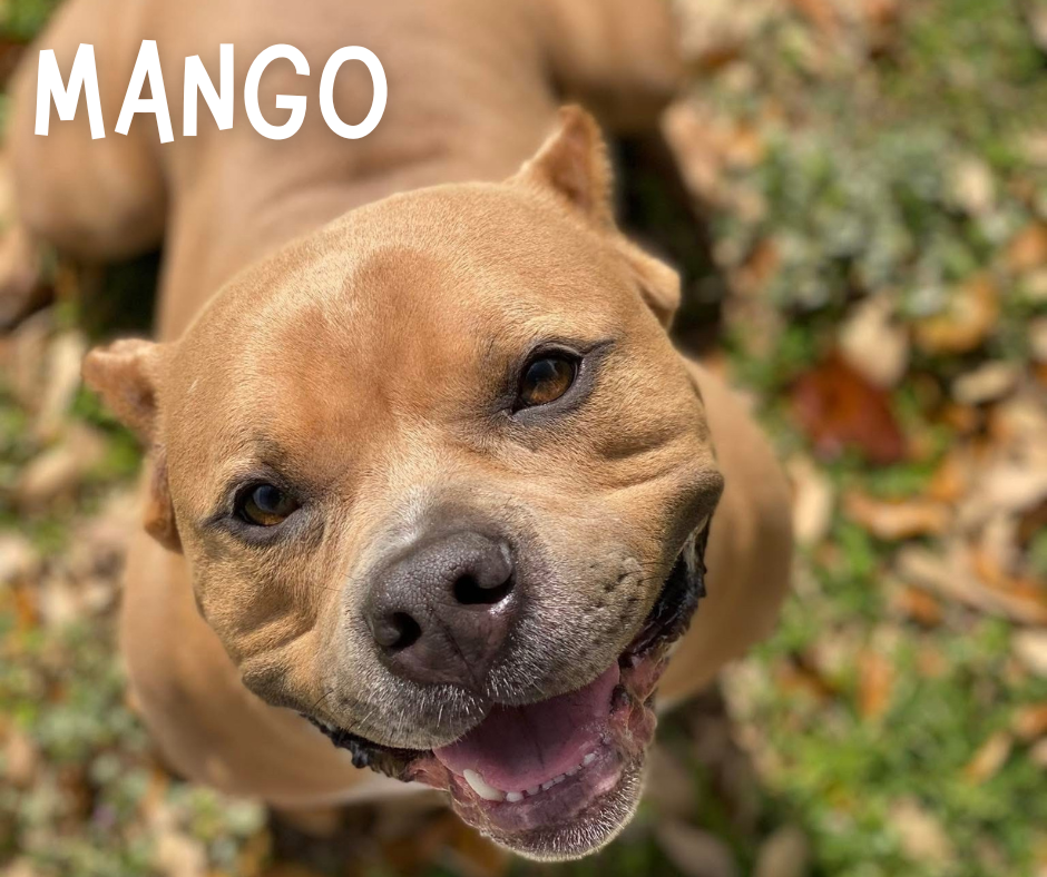 Mango Profile.png