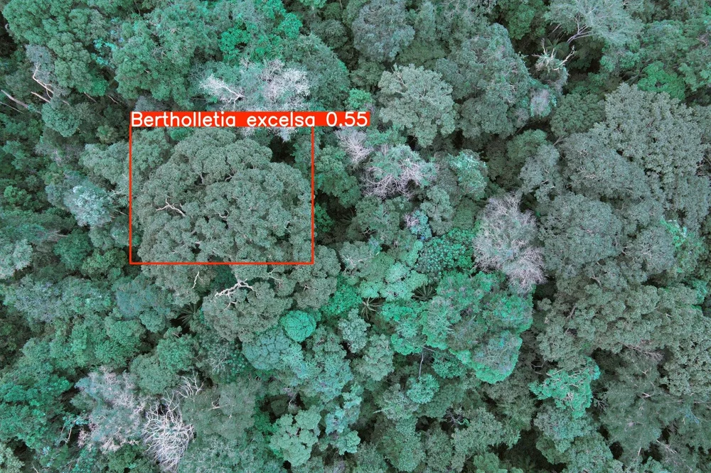 DJI_0392_segmentation.JPG