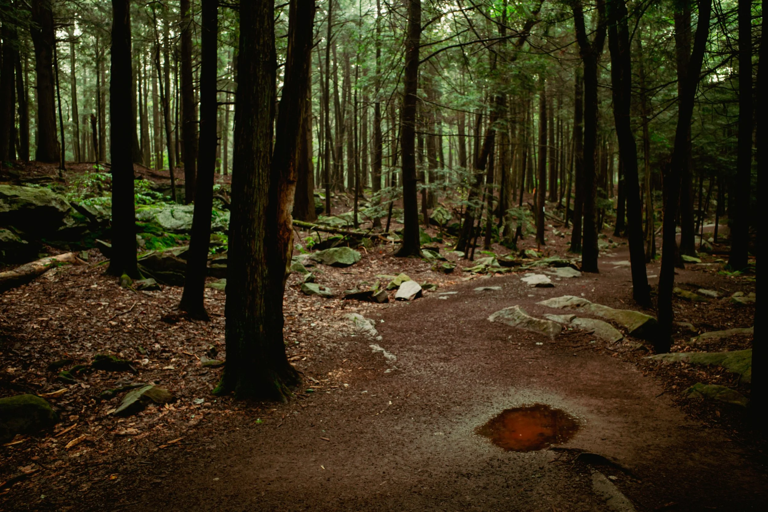 Ricketts Glen (Open Edition)