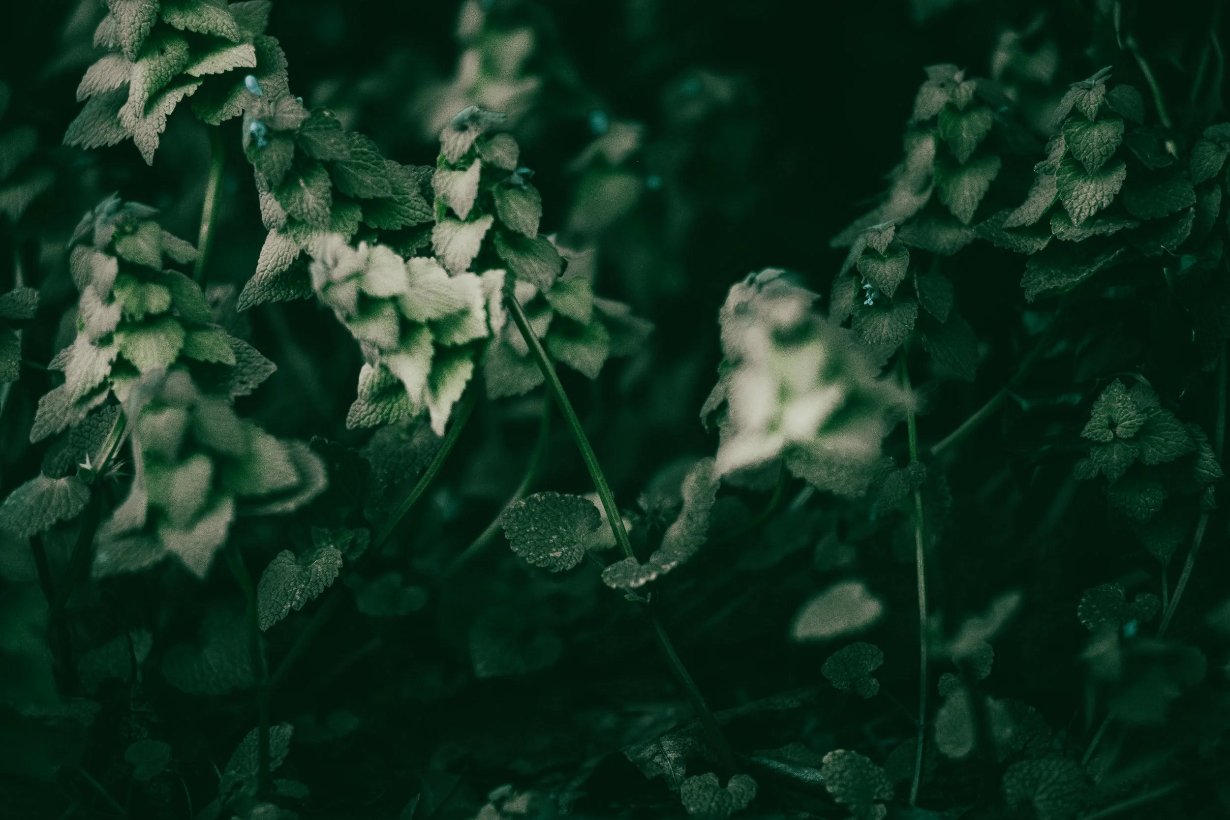 Charles Ave (Limited Edition)