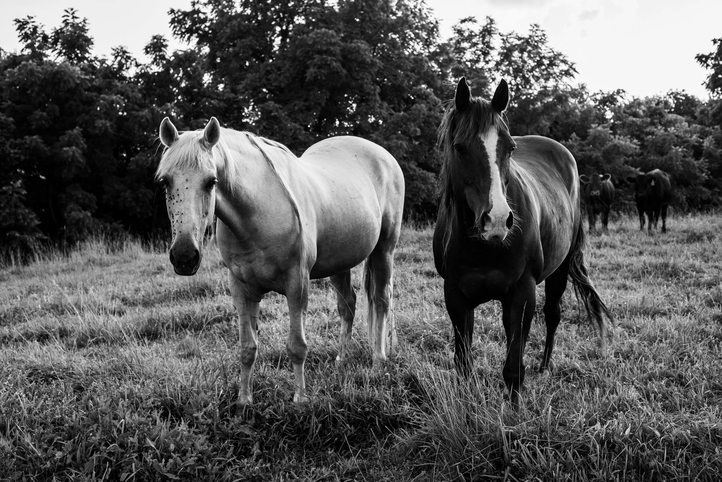 Herminie Horses (Open Edition)