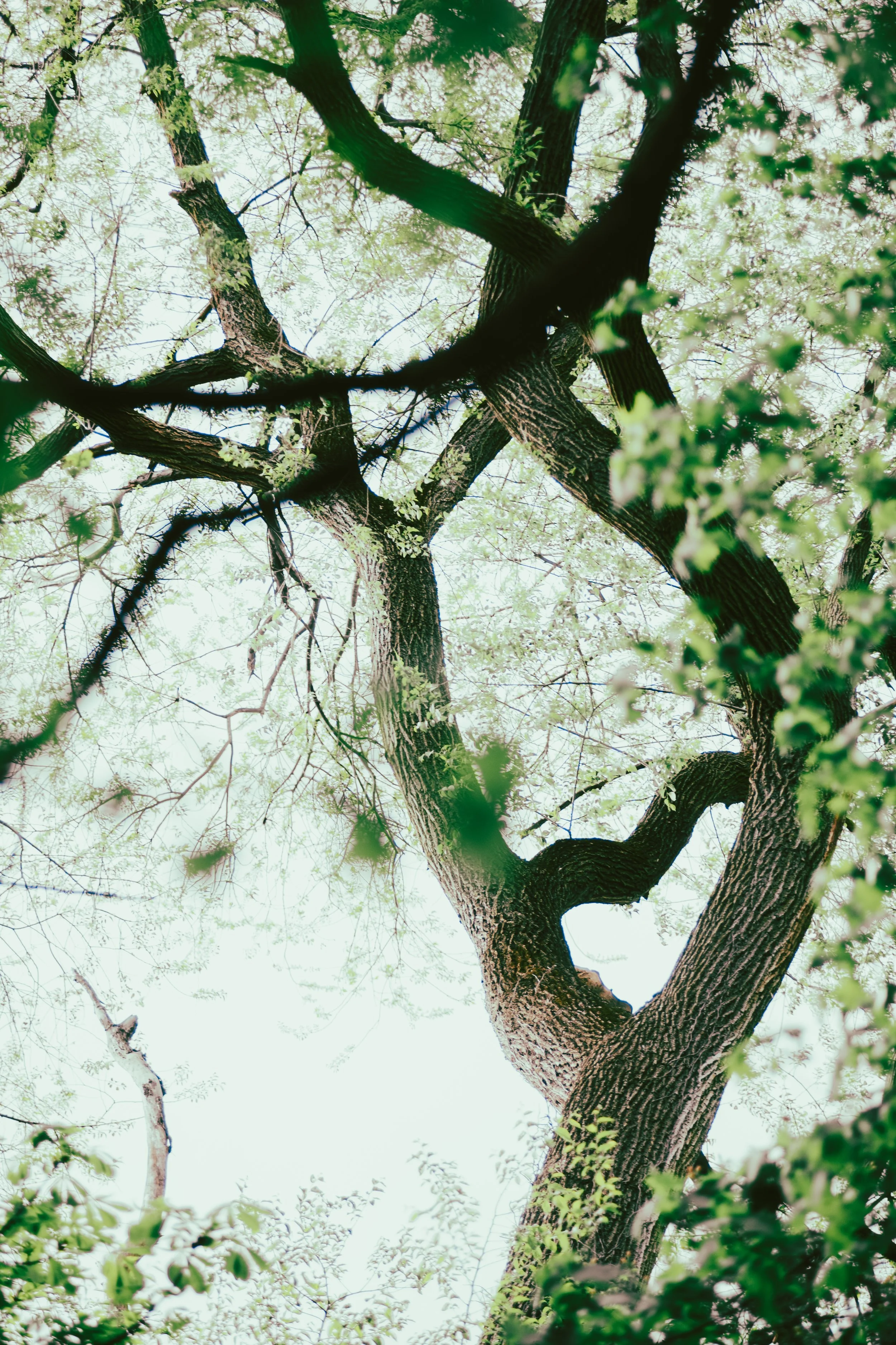 Parkin Orchard (Limited Edition)