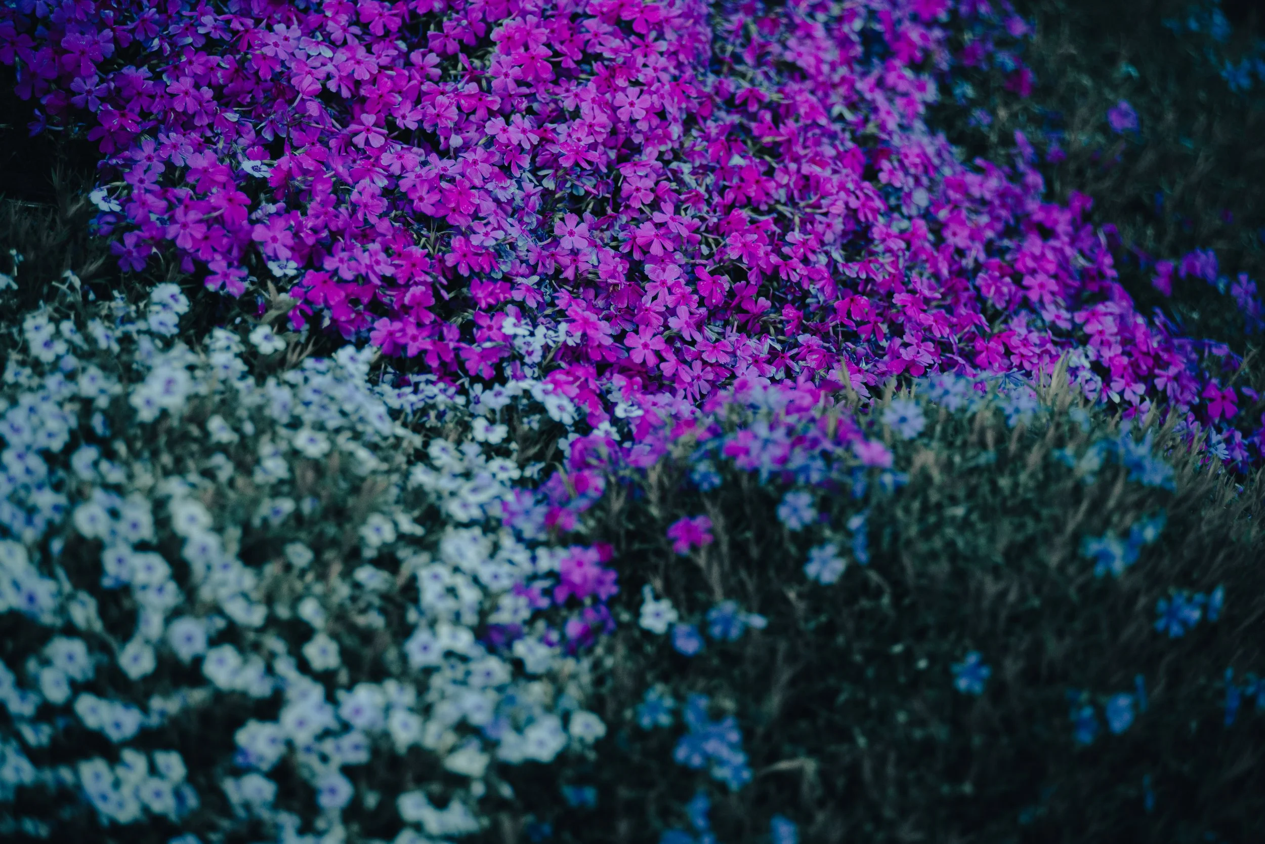 Charles Ave (Open Edition)