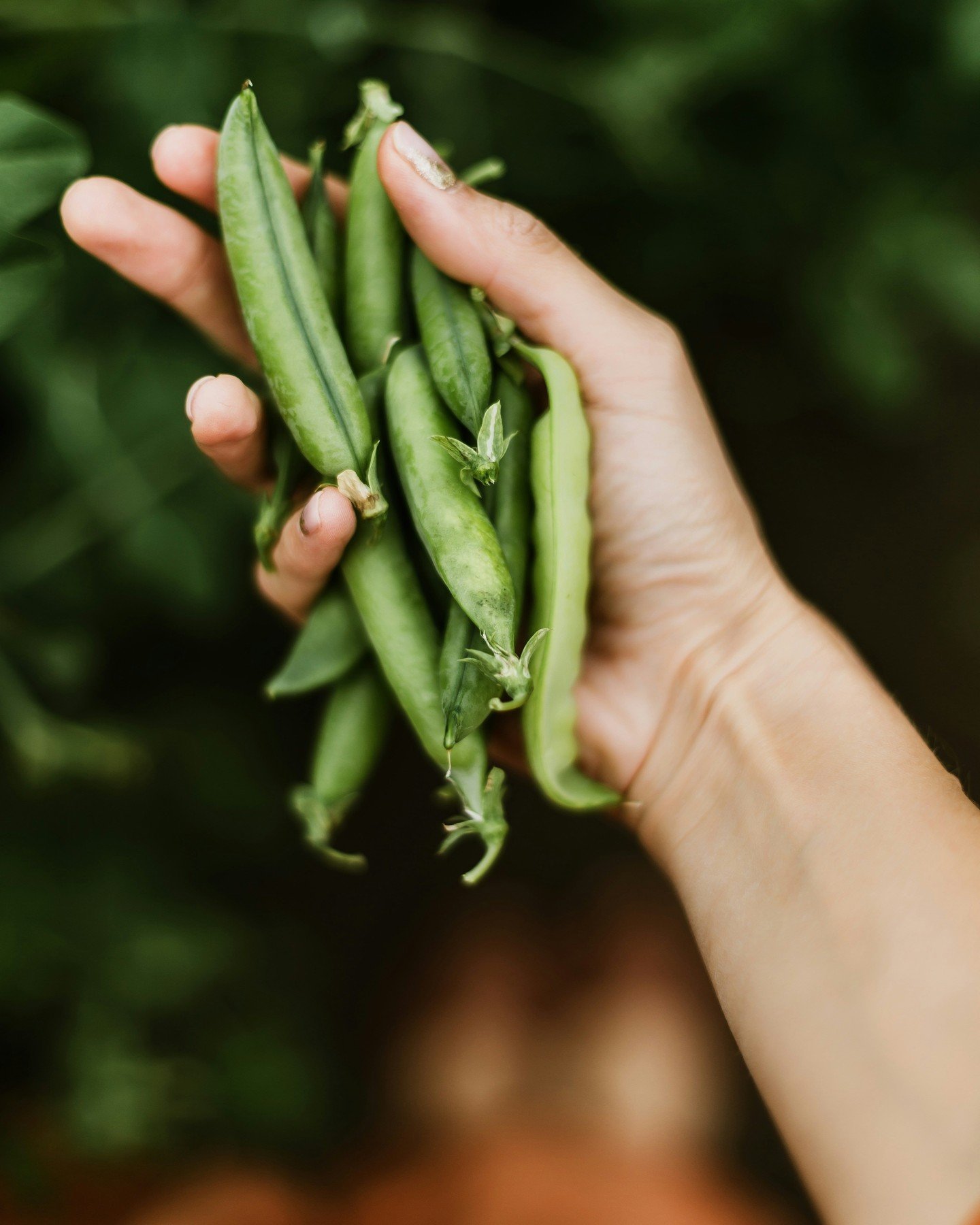 The humble pea. Whether they are Snap Peas, Snow Peas or Petit Pois, these little, typically green, gems are quite versatile. Most folks only think of peas as the vegetable you boil, steam or mush to eat with fish and chips, but within the beverage s