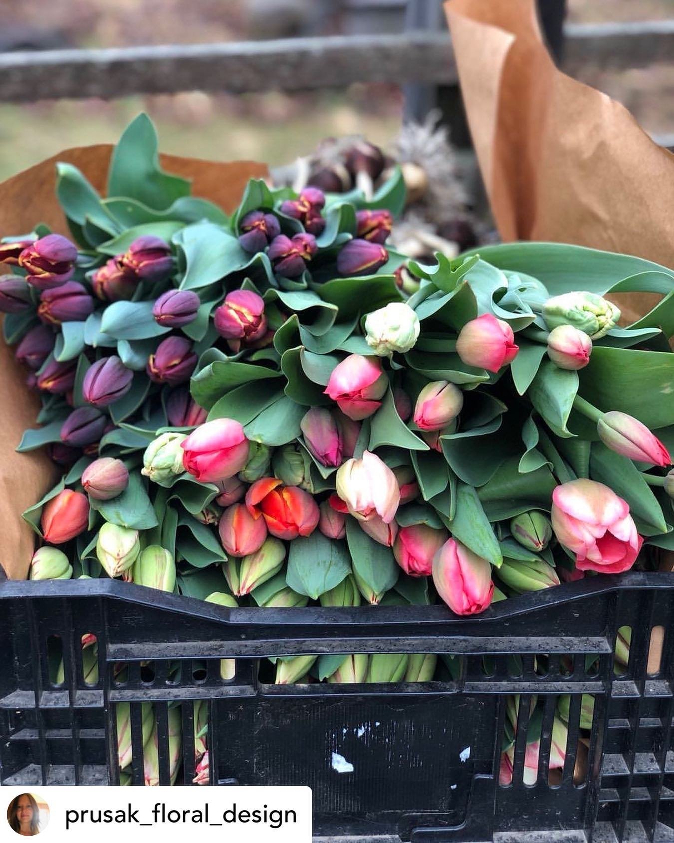 We have stunning tulips by @prusak_floral_design back in the shop!! 🌷

Posted @withregram &bull; @prusak_floral_design Morning harvest. 
I&rsquo;m harvesting tulips daily now.  Grab some at AR market! 
Our CSA shares are less than two weeks away fro