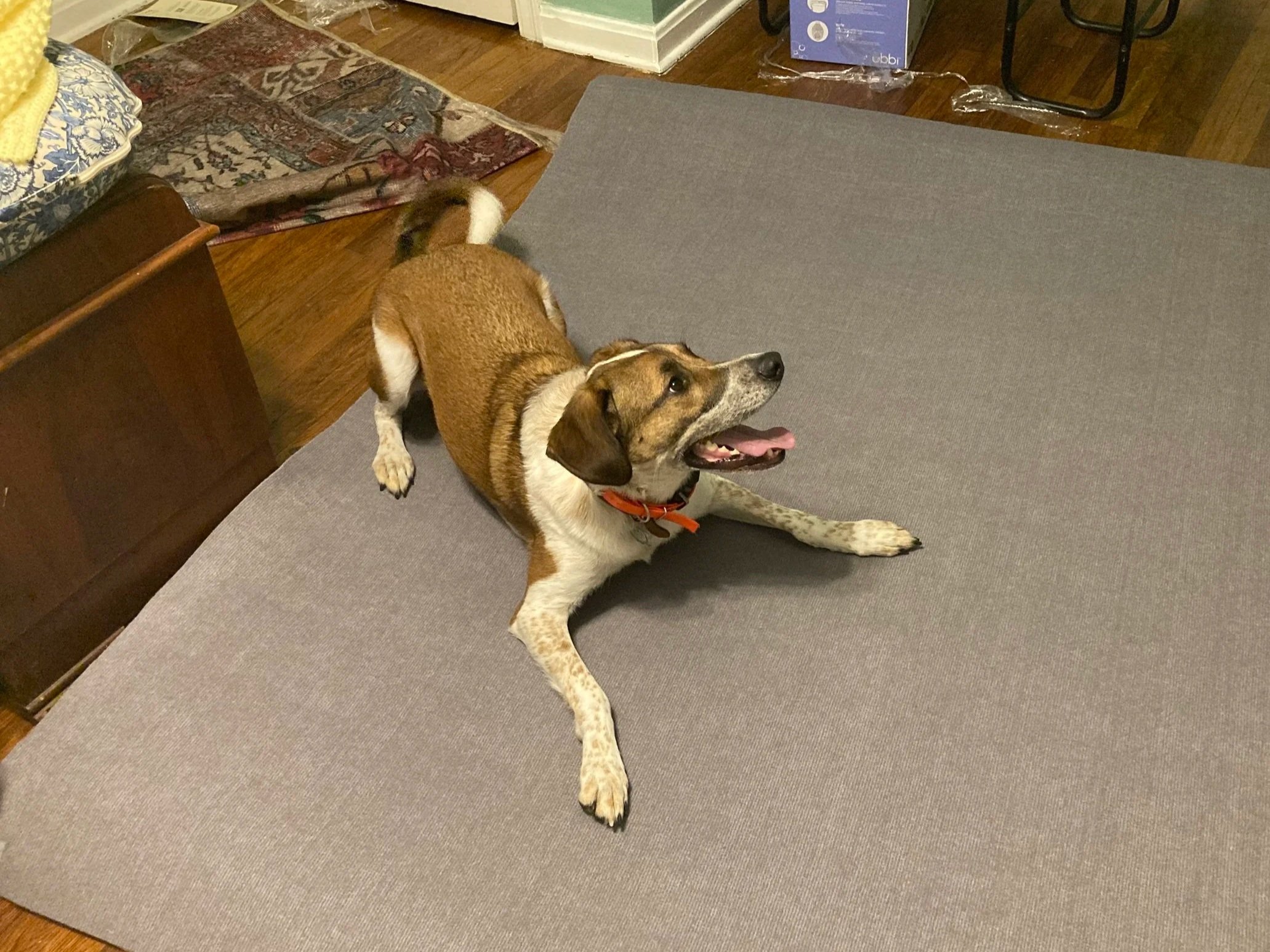 Dog laying on a gray mat in a room with hardwood floors and a patterned rug. A person's legs are partially visible wearing brown flip-flops.