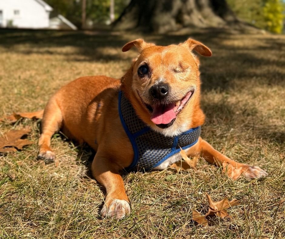 Rocco, a tan Chihuahua-Corgi mix with one eye, relaxing outdoors in the sunshine while wearing a blue harness.