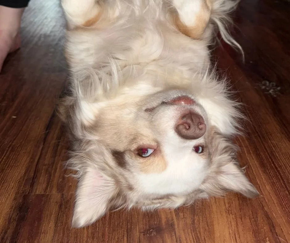 Paw Support Carousel 7.jpg