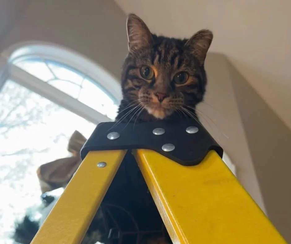 Paw Support Carousel 10.jpg