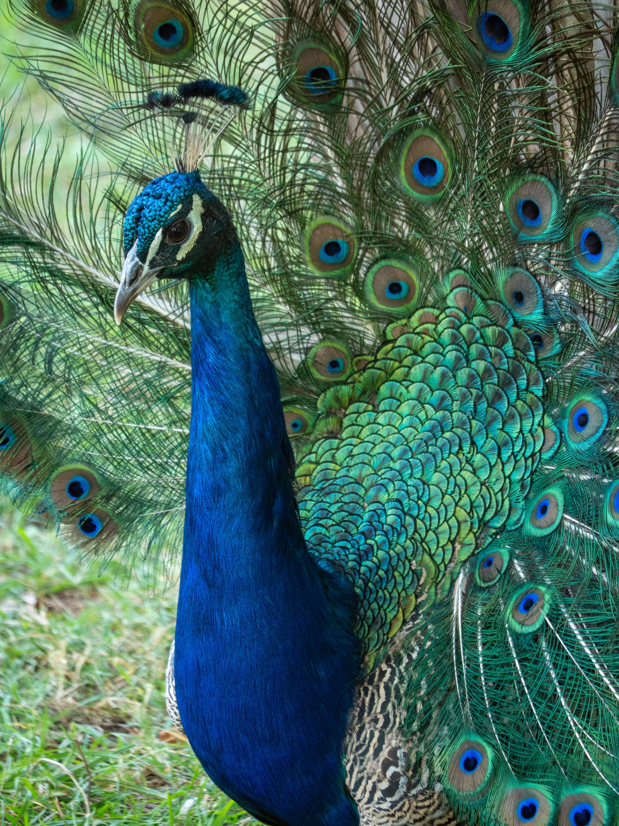 Croatia Honeymoon -286.jpg