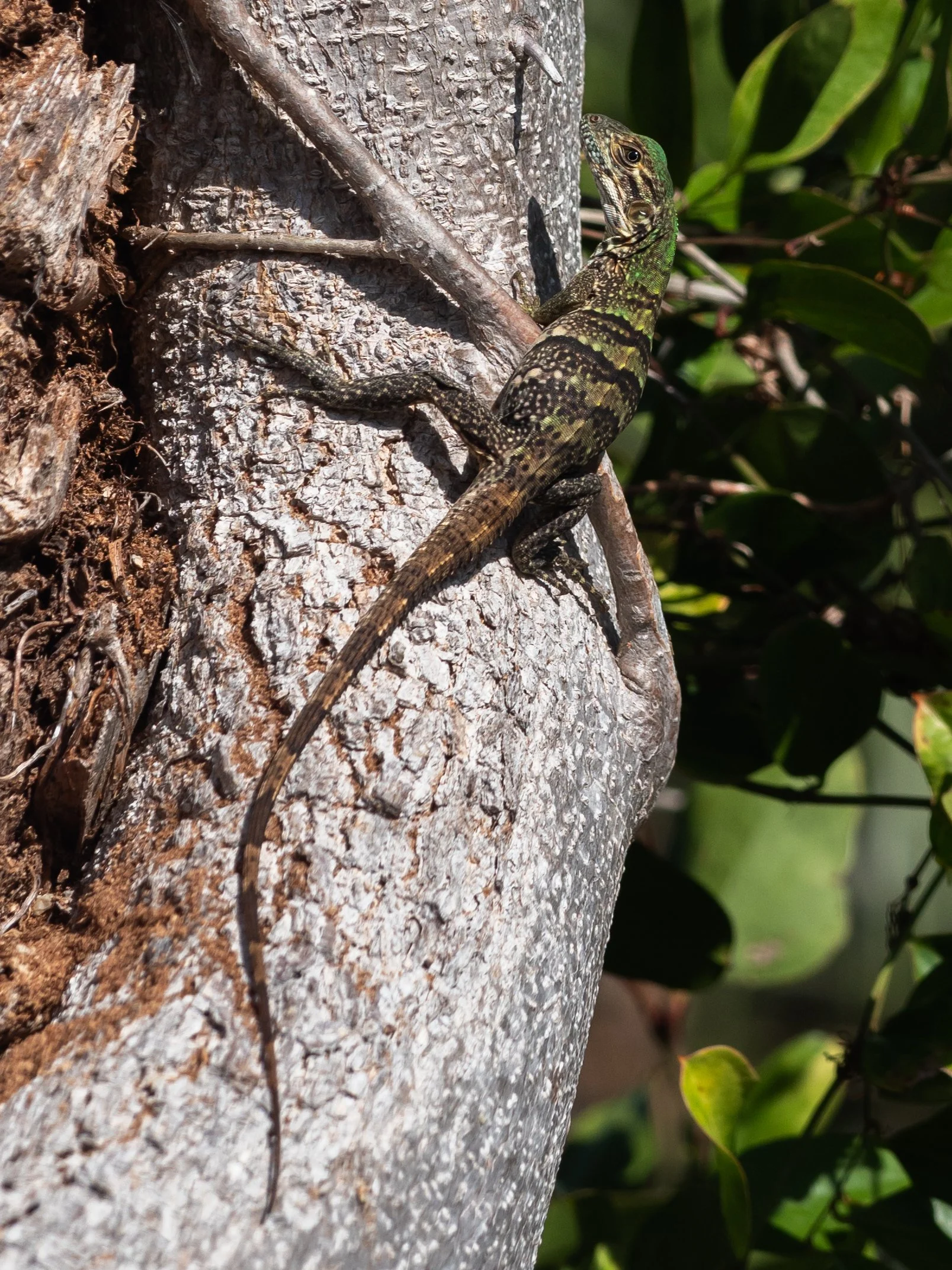 jake boca new-25.jpg